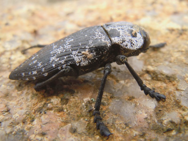 Buprestidae dalla Gallura 1: Capnodis cariosa